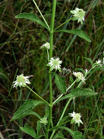 {Hyptis alata}